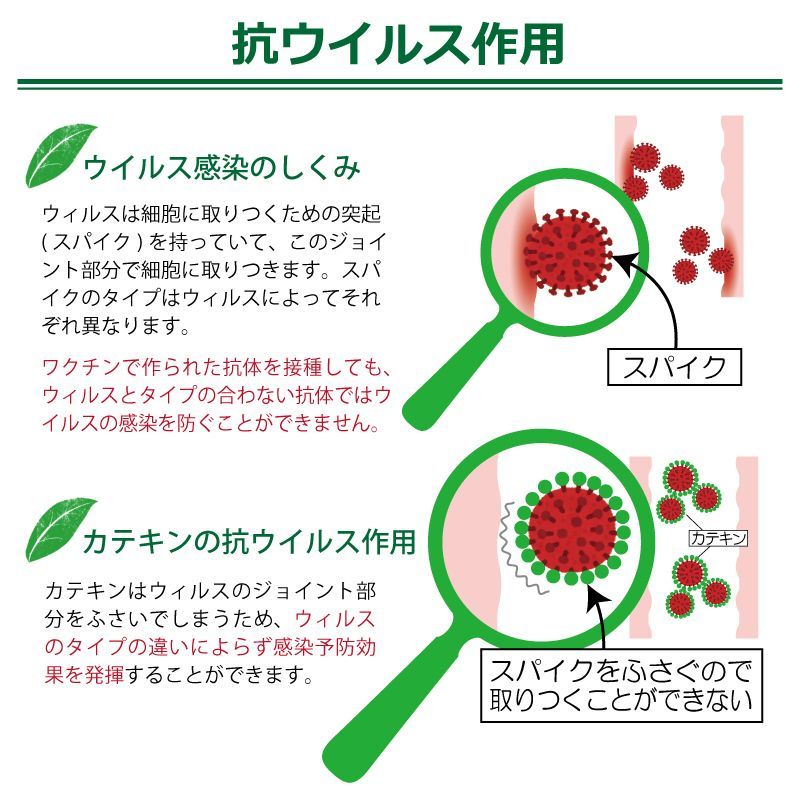 カテキンの抗ウイルス作用