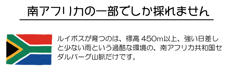 ルイボスティーの原産地は南アフリカ共和国