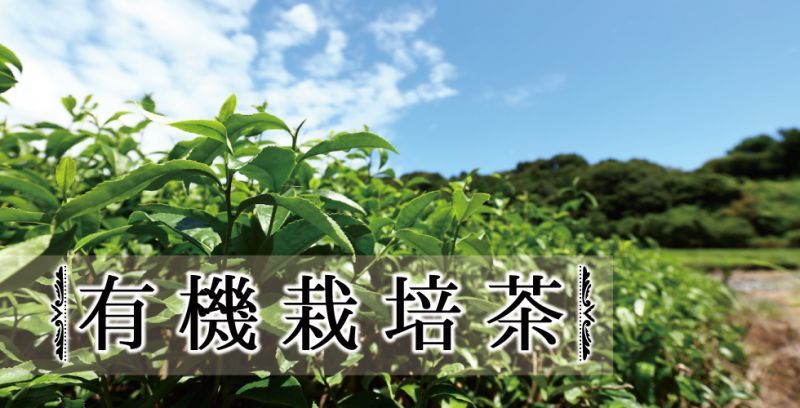 小栗農園の有機栽培茶メイン画像