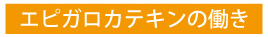 エピガロカテキンの働き