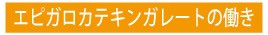 エピガロカテキンガレートの働き