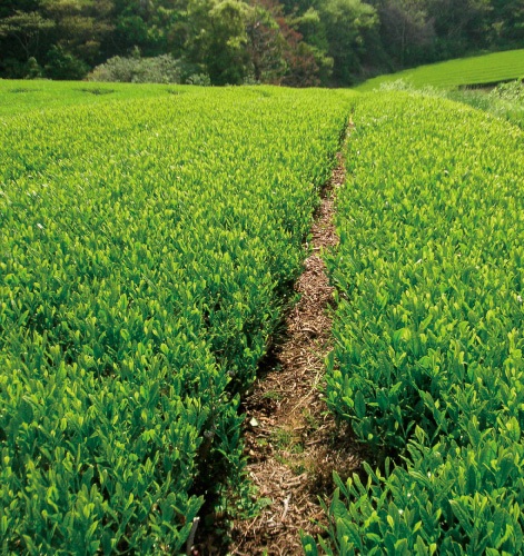 茶草場圃場画像